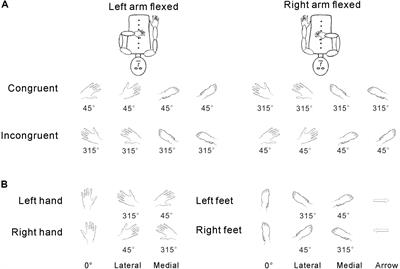 Postural Effects on the Mental Rotation of Body-Related Pictures: An fMRI Study